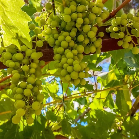 House Sepic By El-pi Tours * Kornić